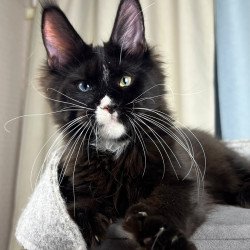 Maine Coon EZ Nolan