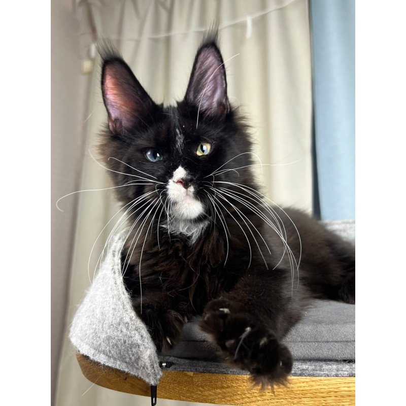 Maine Coon EZ Nolan