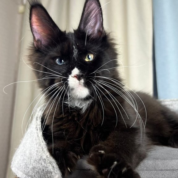 Maine Coon EZ Nolan