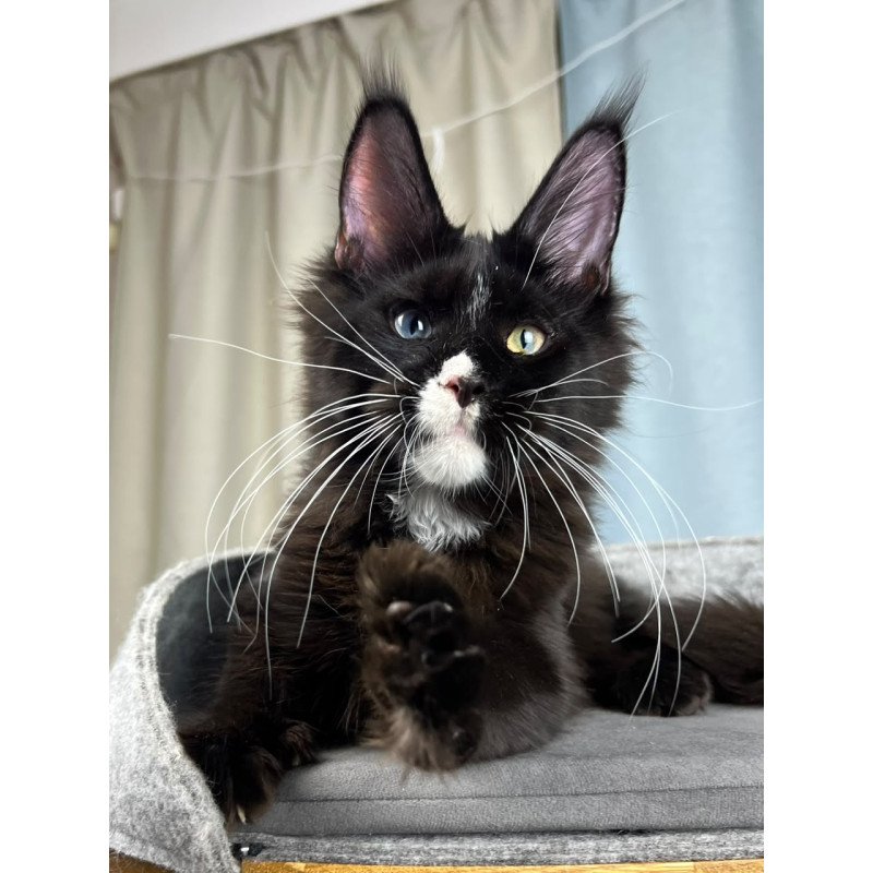 Maine Coon EZ Nolan