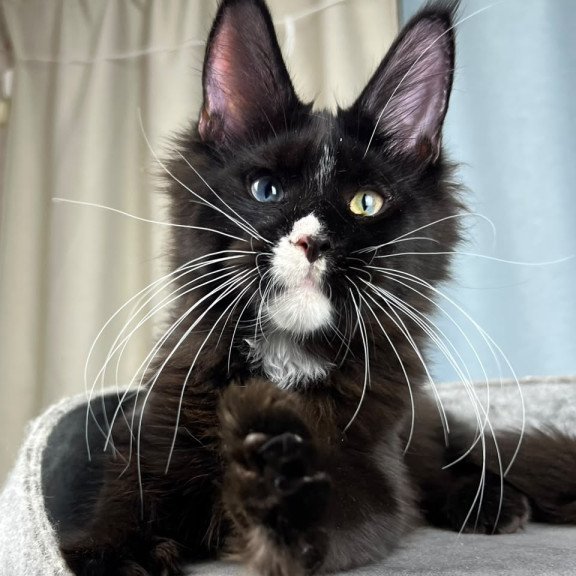 Maine Coon EZ Nolan