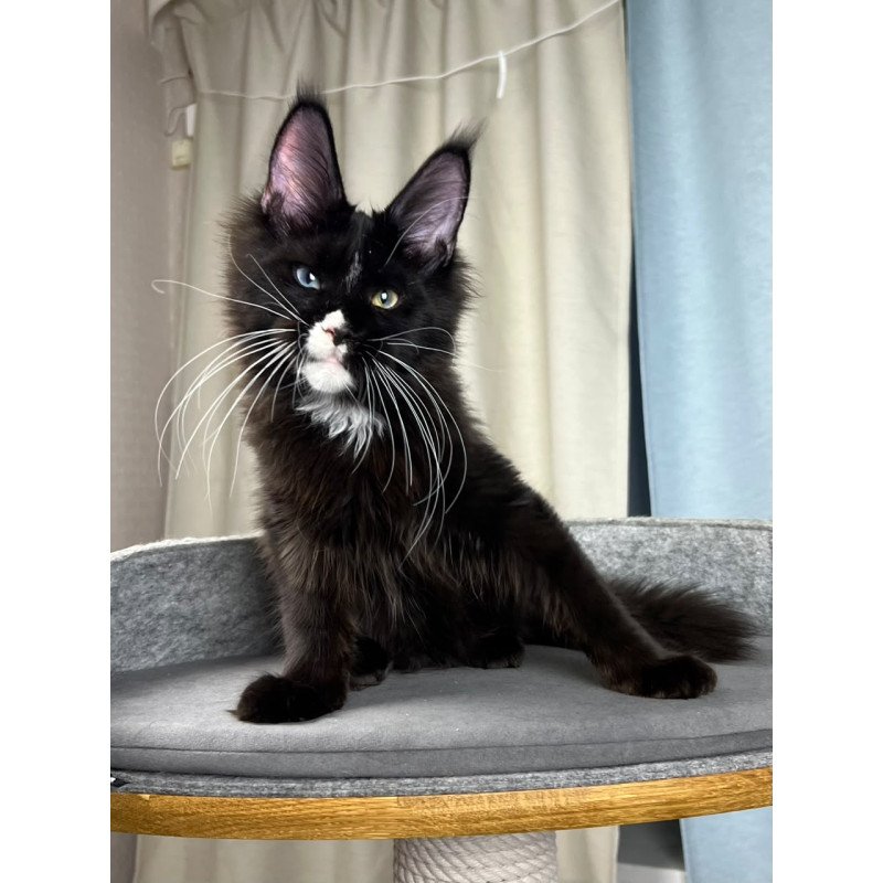 Maine Coon EZ Nolan