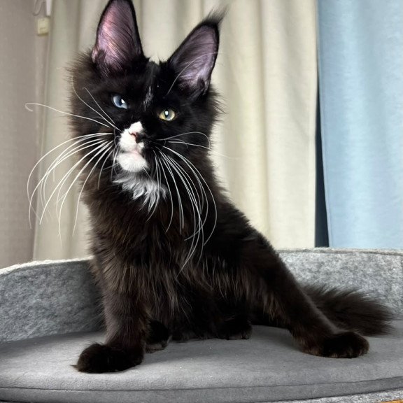 Maine Coon EZ Nolan