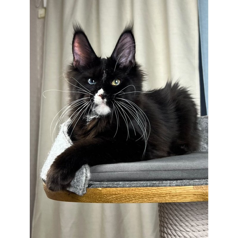 Maine Coon EZ Nolan