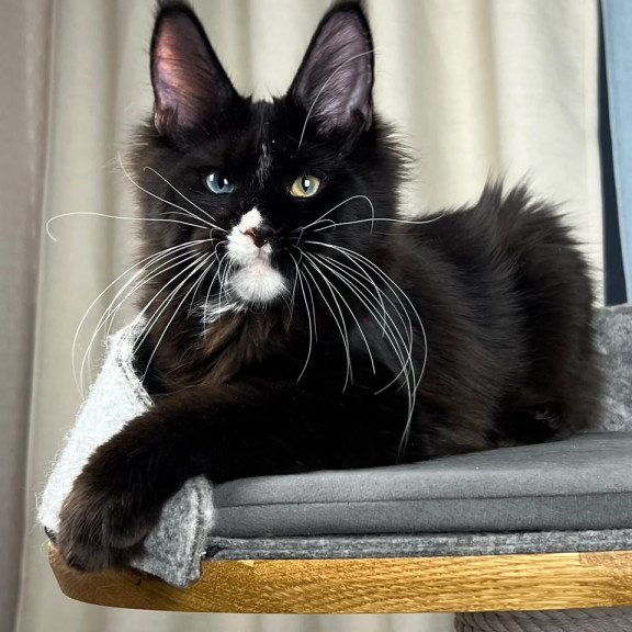 Maine Coon EZ Nolan
