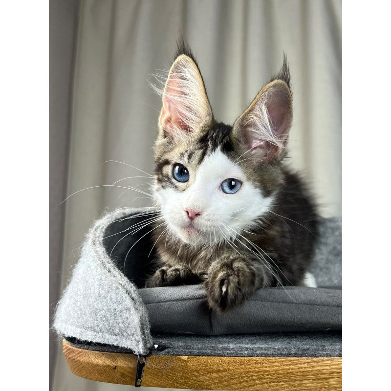 Maine Coon EZ Penelope