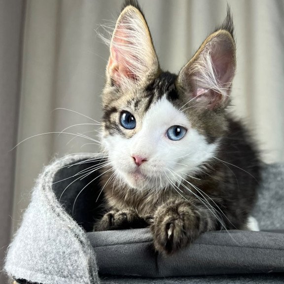 Maine Coon EZ Penelope