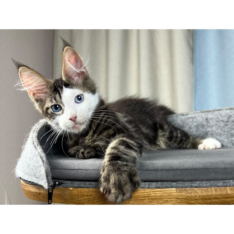 Maine Coon EZ Penelope