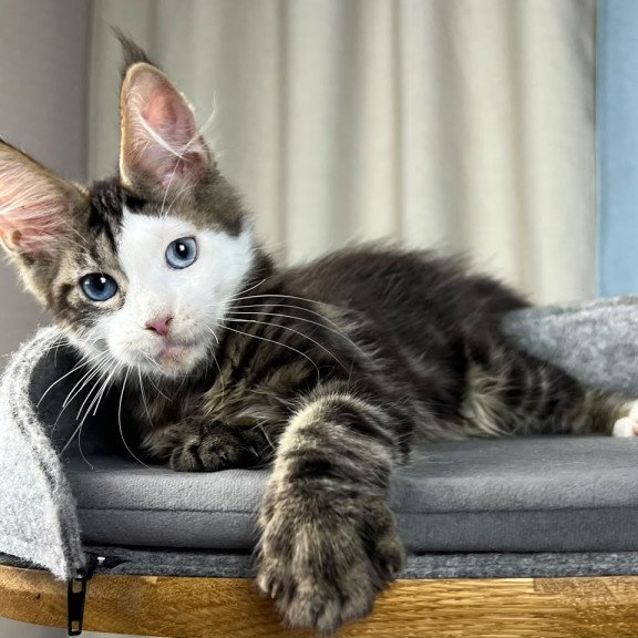 Maine Coon EZ Penelope
