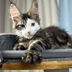 Maine Coon EZ Penelope