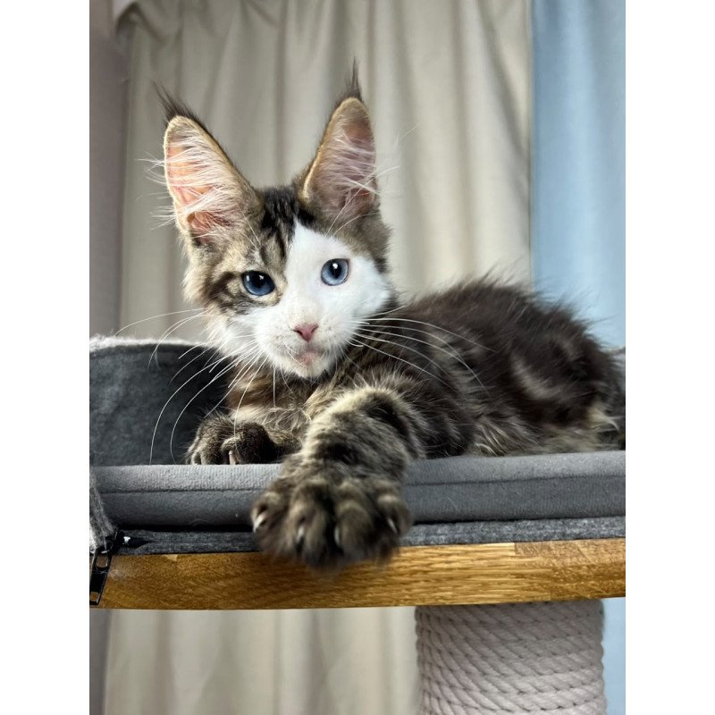 Maine Coon EZ Penelope