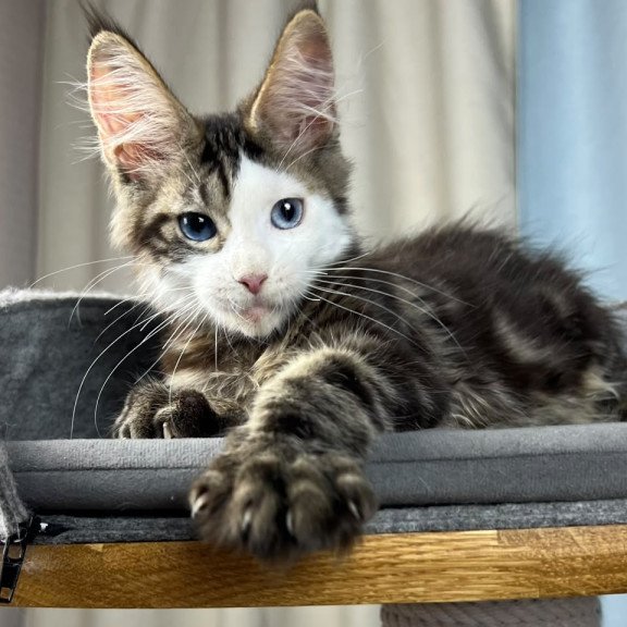 Maine Coon EZ Penelope