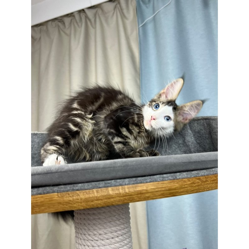 Maine Coon EZ Penelope