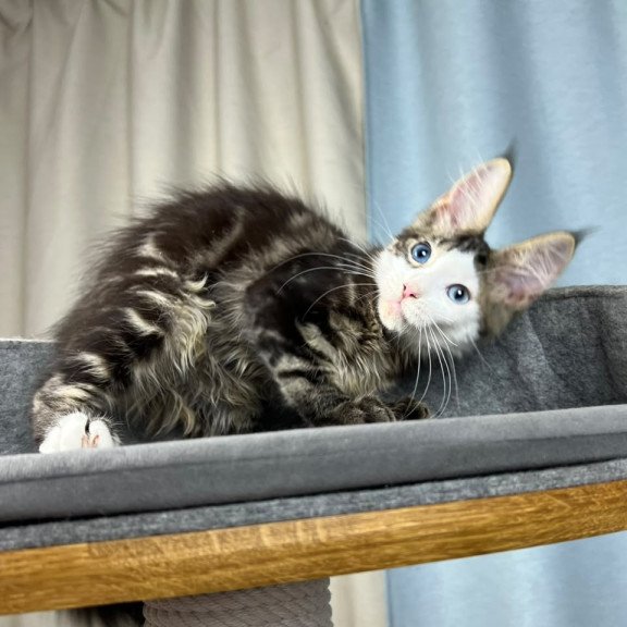 Maine Coon EZ Penelope