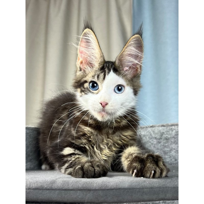 Maine Coon EZ Penelope