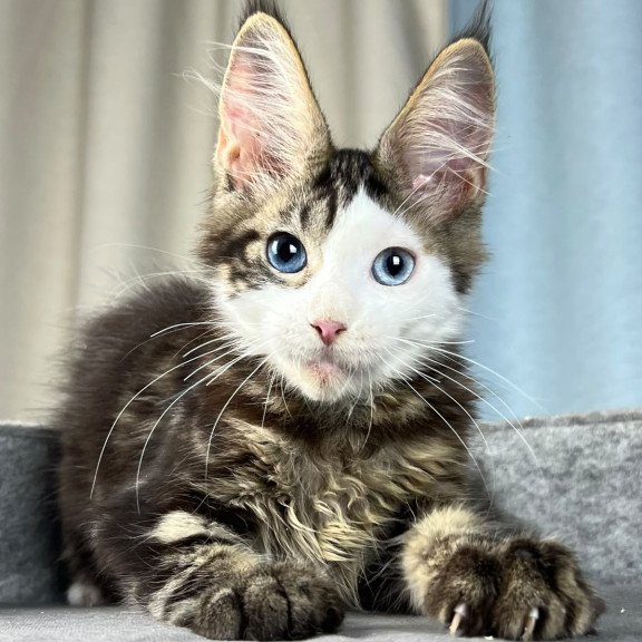 Maine Coon EZ Penelope