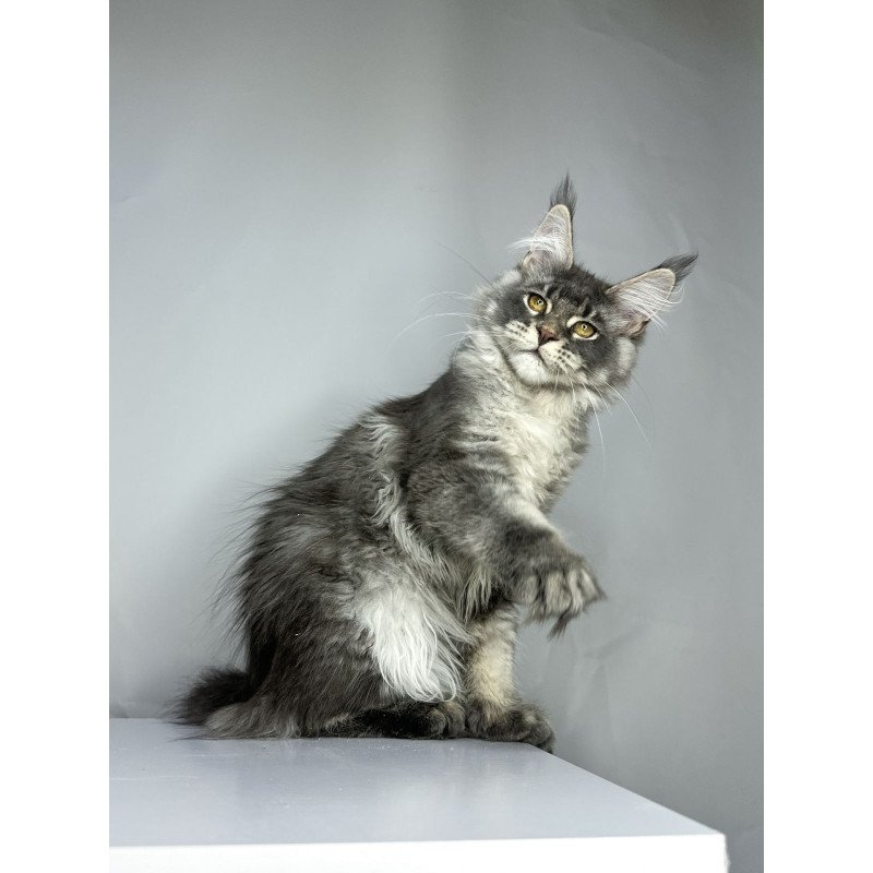 Maine Coon EZ Bella