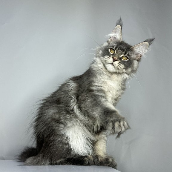 Maine Coon EZ Bella