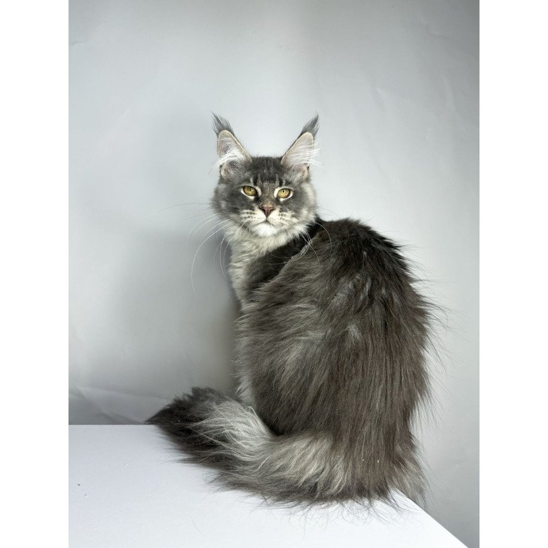 Maine Coon EZ Bella