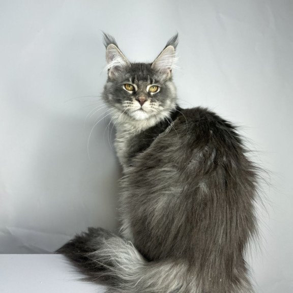 Maine Coon EZ Bella