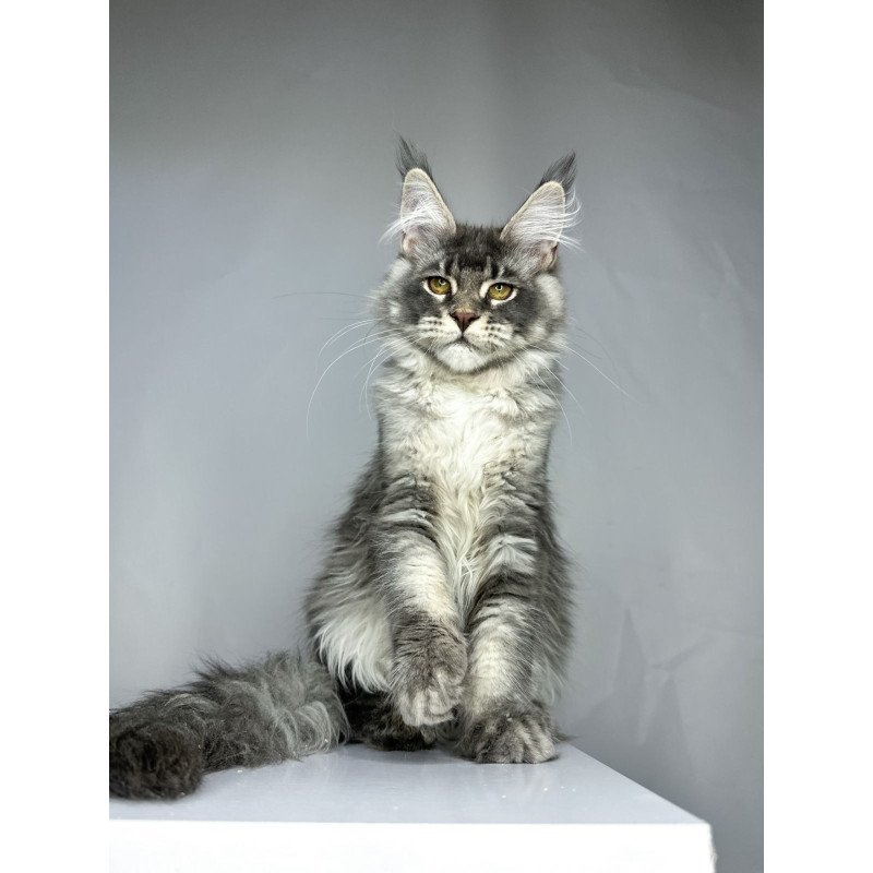 Maine Coon EZ Bella