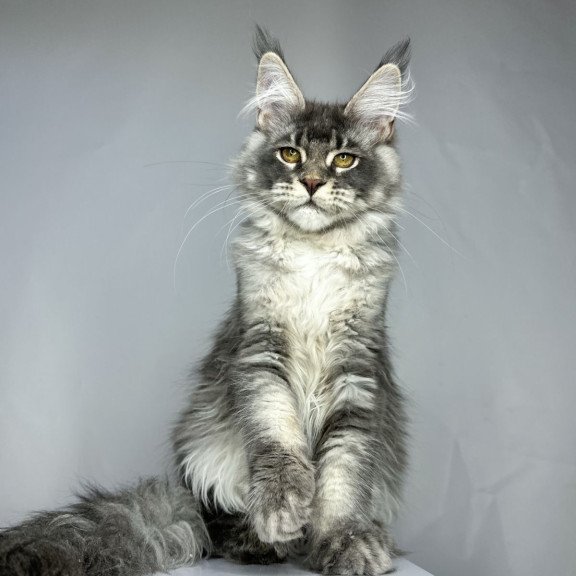 Maine Coon EZ Bella