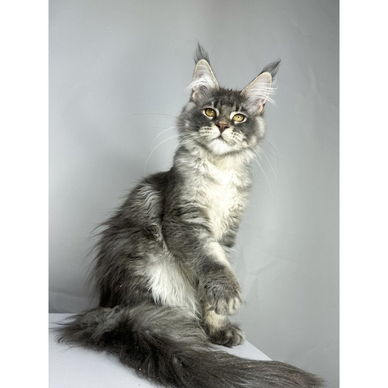 Maine Coon EZ Bella