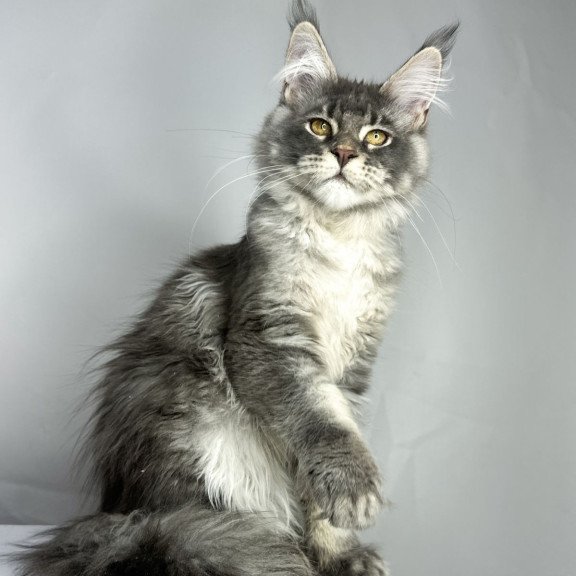 Maine Coon EZ Bella
