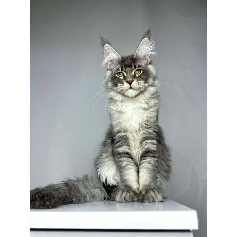Maine Coon EZ Bella