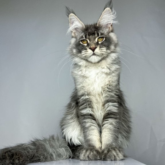 Maine Coon EZ Bella