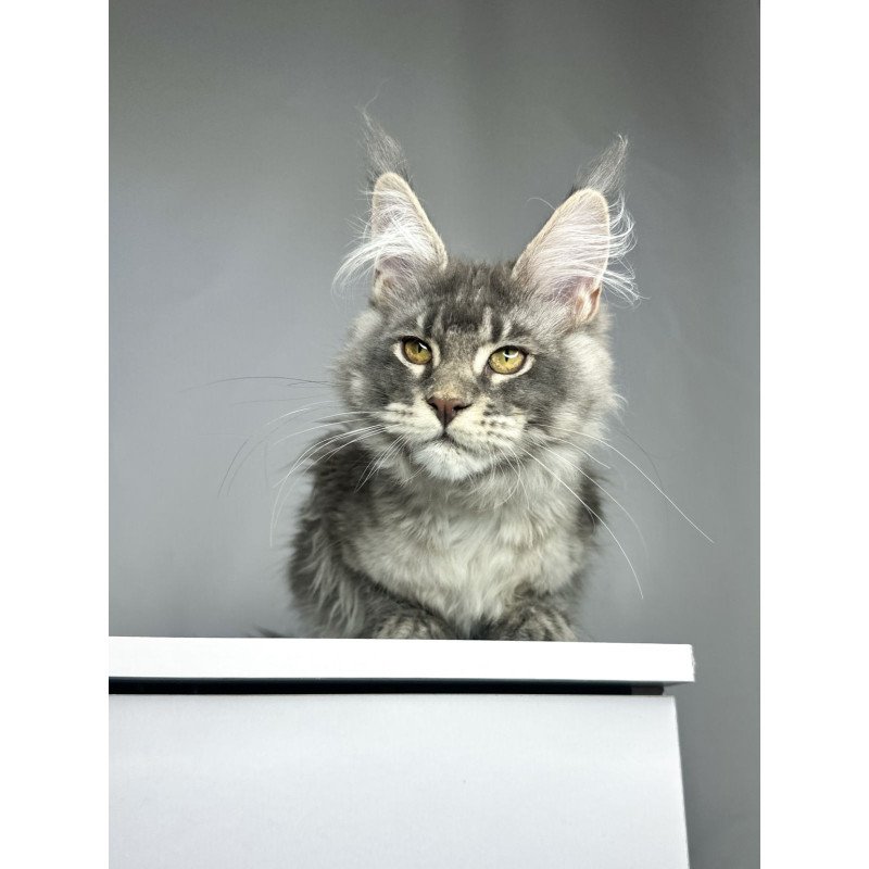 Maine Coon EZ Bella
