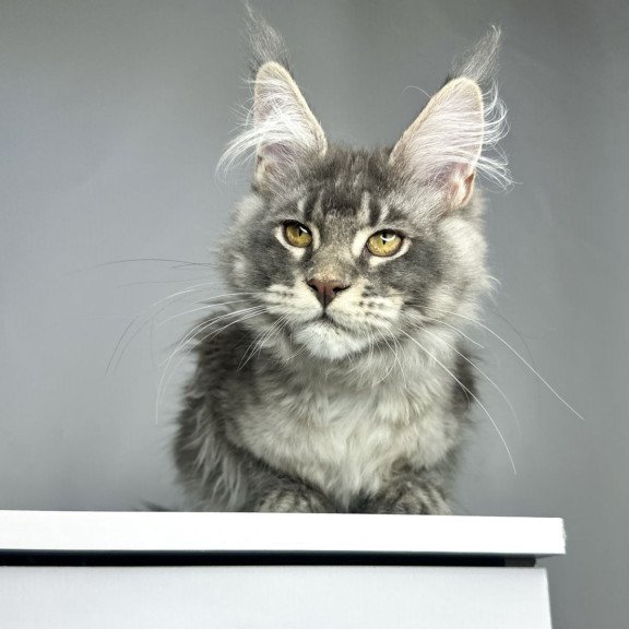 Maine Coon EZ Bella