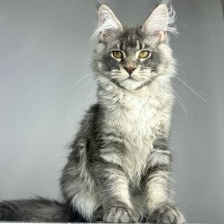 Maine Coon EZ Bella