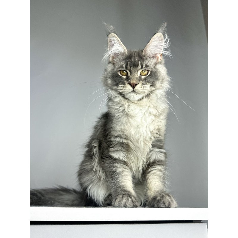 Maine Coon EZ Bella