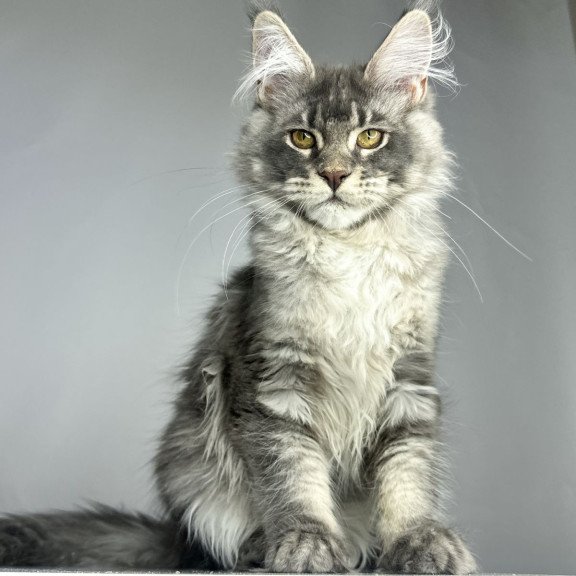 Maine Coon EZ Bella