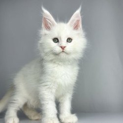 Maine Coon EZ Gordey