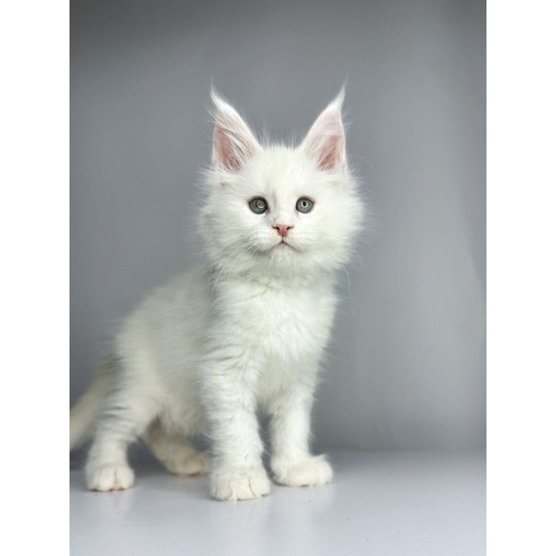 Maine Coon EZ Gordey