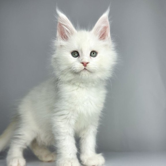 Maine Coon EZ Gordey