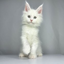 Maine Coon EZ Gordey