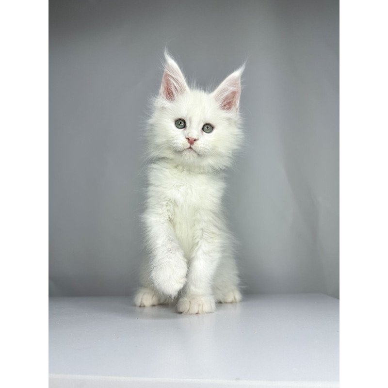 Maine Coon EZ Gordey