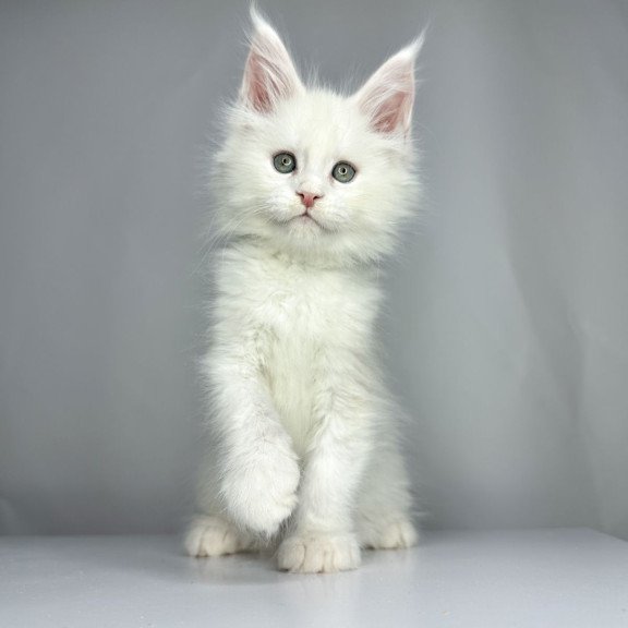 Maine Coon EZ Gordey