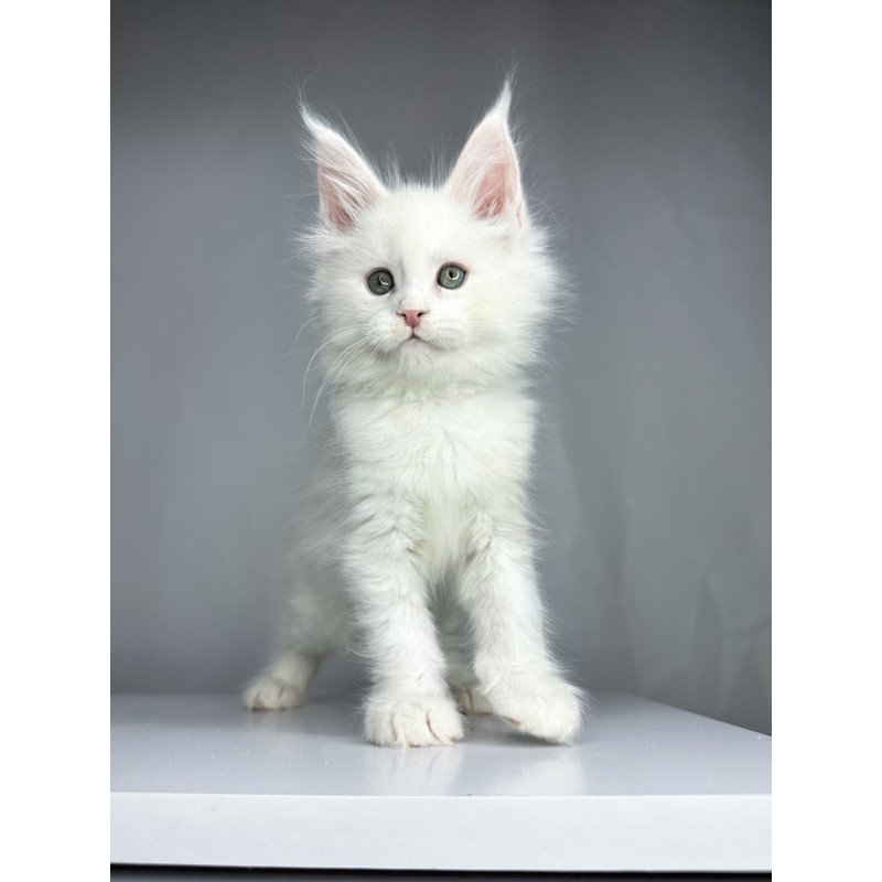 Maine Coon EZ Gordey