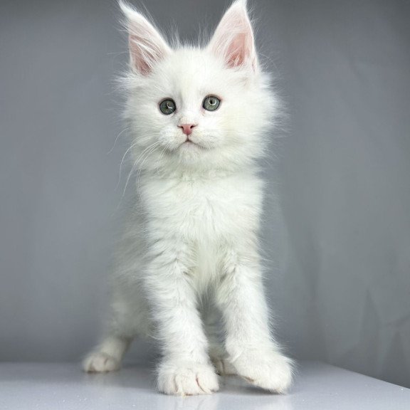 Maine Coon EZ Gordey