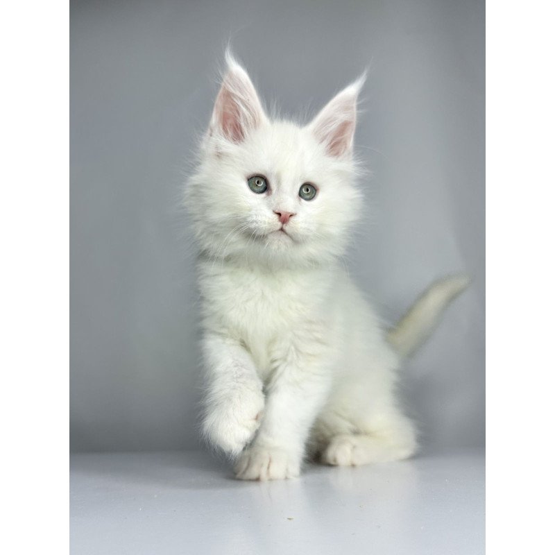 Maine Coon EZ Gordey