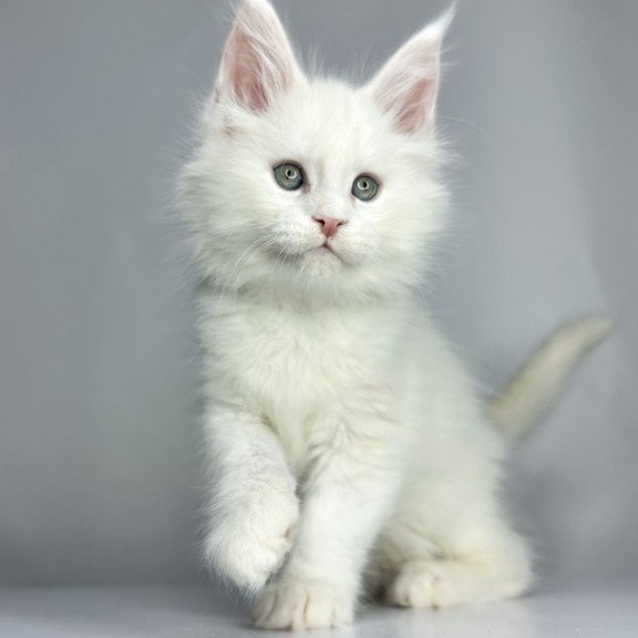 Maine Coon EZ Gordey
