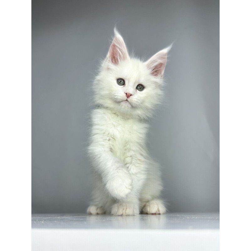 Maine Coon EZ Gordey