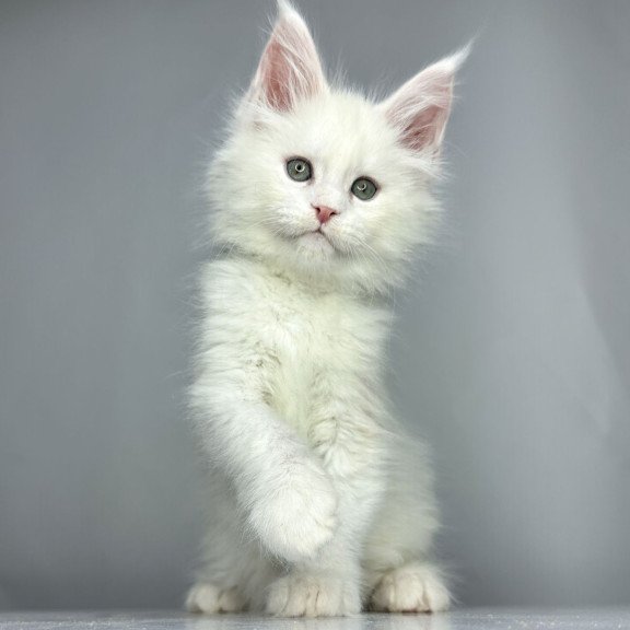 Maine Coon EZ Gordey