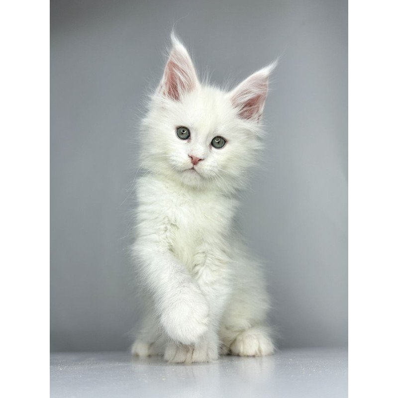 Maine Coon EZ Gordey