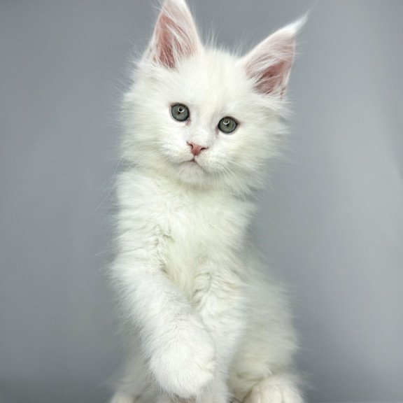 Maine Coon EZ Gordey