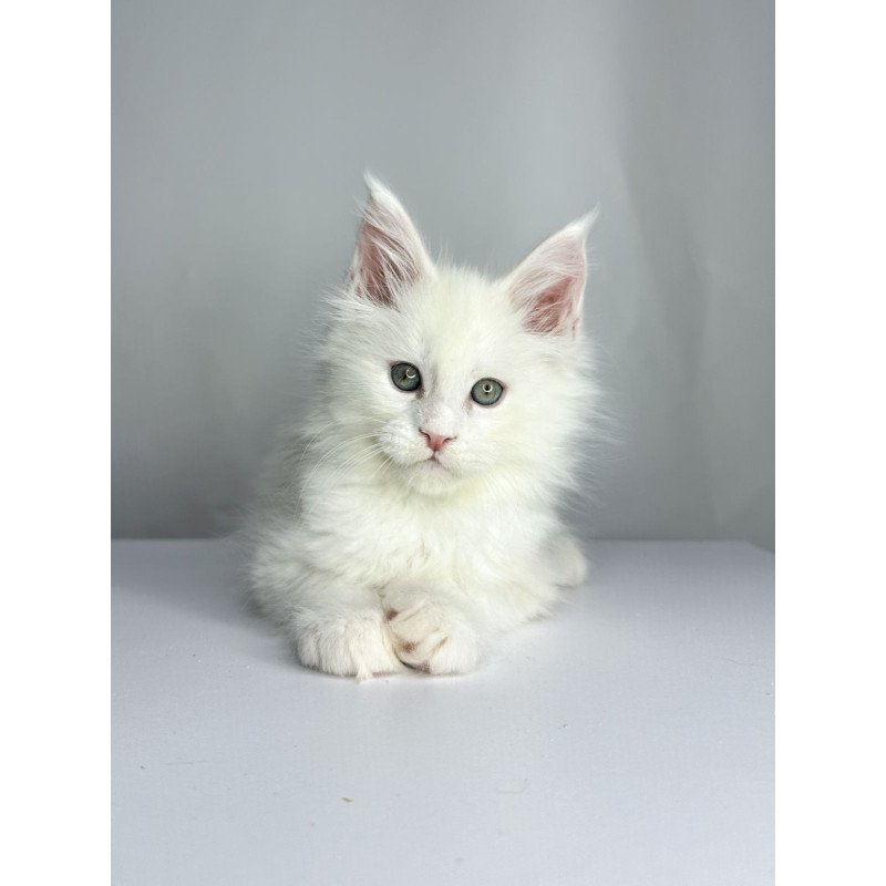 Maine Coon EZ Gordey